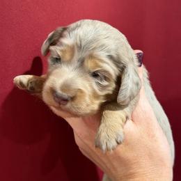 Rowena - Dapple female Dachshund puppy in Roanoke, Alabama from J&E Dachshunds