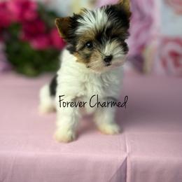 Dotti - Black tan and white female Biewer Terrier puppy in Lathrop, California from Forever Charmed
