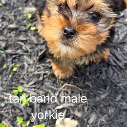 Hunter - Black and tan male Yorkshire Terrier puppy in Bruceville, Indiana from Baby Girl’s Yorkies, Shih-Tzu, Shorkies