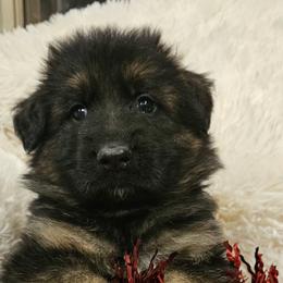 Mr Orange - Black and red male German Shepherd puppy in Newaygo, Michigan from Sterley Shepherds