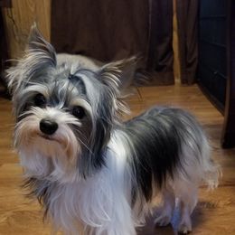 Toby - Biewer Terrier