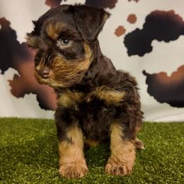 Woody - Liver male Miniature Schnauzer puppy in Edinburg, Texas from Forever Schnauzers