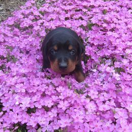 Doberman Pinscher Puppies from Laurel Vail