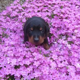 Doberman Pinscher Puppies from Laurel Vail