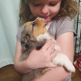 Miniature Australian Shepherd and Toy Australian Shepherd Puppies from Kinsley's Cuties & SouthPaw Creations