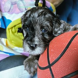 Serberus - Blue Merle Phantom Cavapoo F1b - Merle male Cavapoo puppy in Tucson, Arizona from Cavapoo Puppy Parade