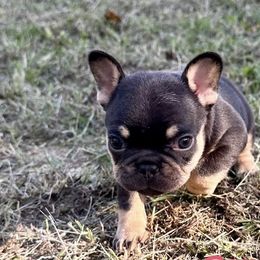 French Bulldogs from Watkins French Bulldogs