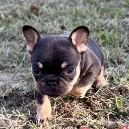 French Bulldogs from Watkins French Bulldogs