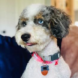 Bobo - Bernedoodle