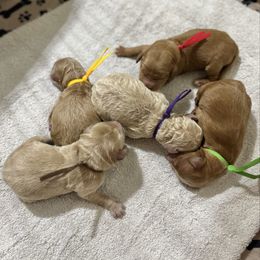 Candy Cane (Red Collar) - Red  female Goldendoodle puppy in Bay City, Texas from Charming Doods