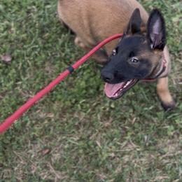 Belgian Malinois Puppies from Lion and The Lamb Kennel