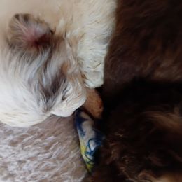 Pixie pup 4 - Chocolate merle female Pomeranian puppy in Carrollton, Georgia from B AND R'S POMERANIAN'S