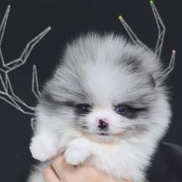 Pomeranian puppies from BP PUPS