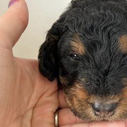 Bernedoodles from Guffin Doodles