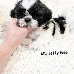 AKC Betty Boop - Tricolor female Shih Tzu puppy in Greenville, South Carolina from Babyface Shih Tzu