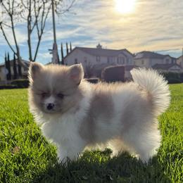 Trax - Cream sable parti male Pomeranian puppy in San Jacinto, California from Savvypomeranians