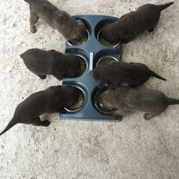 Chesapeake Bay Retriever puppies from Misty Hill Chesapeakes