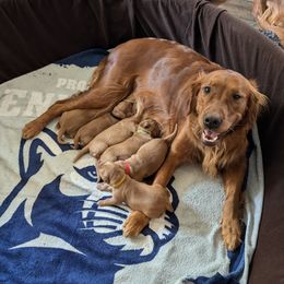 Golden Retriever Puppies from 10 Piece Golden Nugget Retrievers