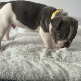 French Bulldog Puppies from Puget Sound Frenchies