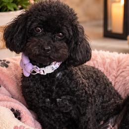 Safi - Poodle