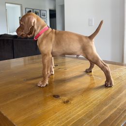 Dalmatian and Vizsla Puppies from River Falls Kennel