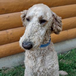 Jefferson - Poodle