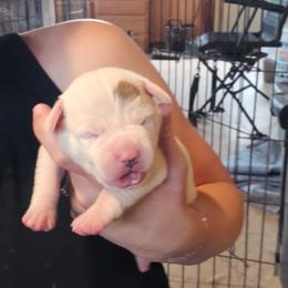 Megan - White and brown female American Bulldog puppy in Abita Springs, Louisiana from Slumski's Bulldogs