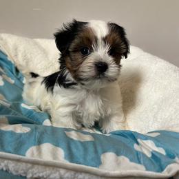 Handsome Parti Coloration Male - Parti male Yorkshire Terrier puppy in Benson, Arizona from Happy Tails Yorkies