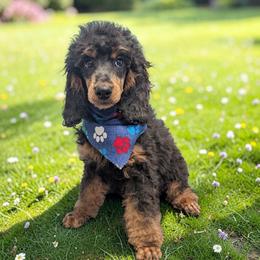 Loki - Phantom male Poodle puppy in Magnolia, Texas from Celestial Jewels Poodles