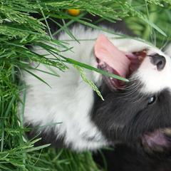 Icelandic Sheepdog Puppies from PurpleSage Icelandics