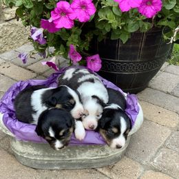 Australian Shepherd Puppies from Highline