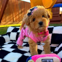 Daisy - Apricot female Maltipoo puppy in Sugar Land, Texas from Celebrity Maltipoos
