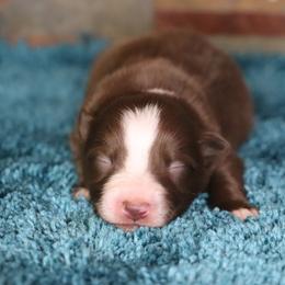 Nicole's RBM - Red & white male Miniature Australian Shepherd puppy in Goliad, Texas from Sassy Lil Aussies and Diamond W Poodles