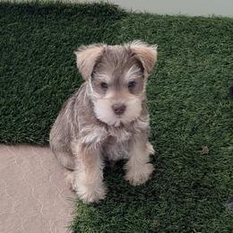 Elsa - Liver female Miniature Schnauzer puppy in Ferndale, Washington from Blackhorse Schnauzers Washington state