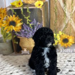 Cavalier King Charles Spaniel, Golden Retriever, and Poodle Puppies from Fluffy Buttz