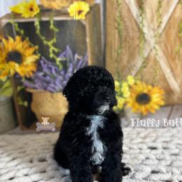 Cavalier King Charles Spaniel, Golden Retriever, and Poodle Puppies from Fluffy Buttz