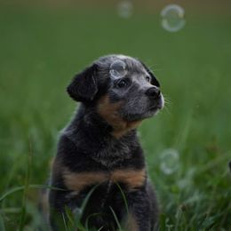 Australian Cattle Dog and Collie Puppies from Blackberry Hills