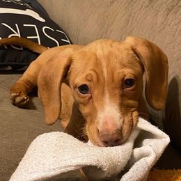 Dachshund and Miniature Schnauzer Puppies from The Bossy Doxie Farm