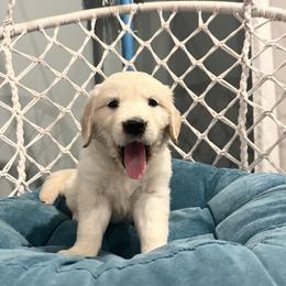 Golden Retriever Puppies from Golden Bunns Retrievers