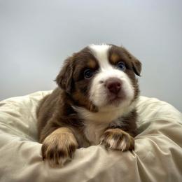 Finn (Natural Tail) - Red tri male Miniature Australian Shepherd puppy in Liberty, South Carolina from Alexander Canines