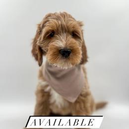 Oreo - Apricot male Goldendoodle puppy in Hollister, Missouri from Wild Acres Goldendoodles