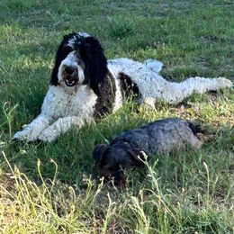 Holly Tinsel - Goldendoodle