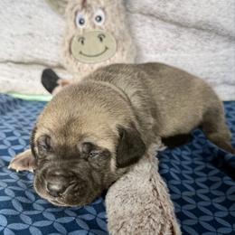 Donkey - Yellow male Black Mouth Cur puppy in Warsaw, Missouri from Heritage Cow Dogs