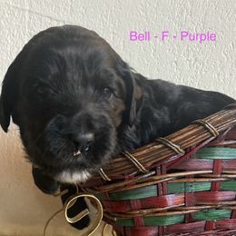 Black - Black female Australian Labradoodle puppy in Sedona, Arizona from Red Rock Doodles