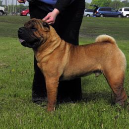 Affenpinscher and Chinese Shar-Pei All Grown Up from Showbiz Kennel