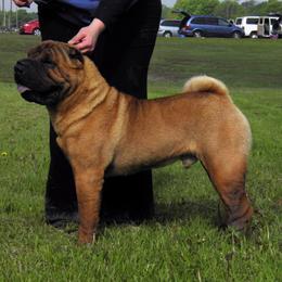 Affenpinscher and Chinese Shar-Pei All Grown Up from Showbiz Kennel