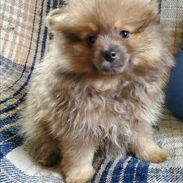 Olivia - Lavender female Pomeranian puppy in Bellevue, Iowa from Fluffy Wonders Poms and Doodles
