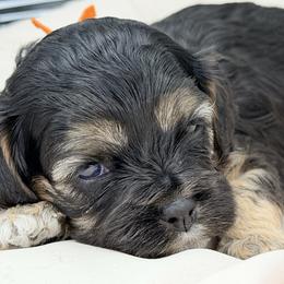 Stacie (Orange) - Black and tan female Cavapoo puppy in Georgetown, Texas from Mc Doodles of Texas LLC