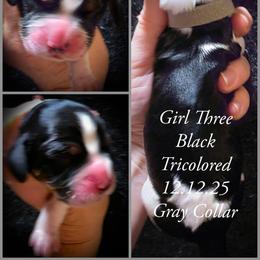Girl 3 - Black white and tan female English Springer Spaniel puppy in Silverdale, Washington from TimberVale Springers