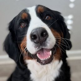 Bernedoodles, Bernese Mountain Dogs, Goldendoodles, and Golden Retrievers from Goldens and Doods of TN